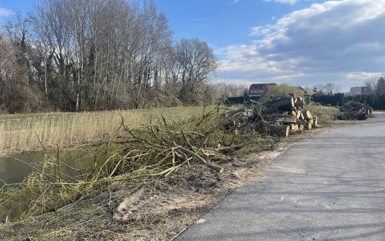 Fakivágások a Toldi utcában