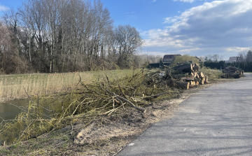 Fakivágások a Toldi utcában
