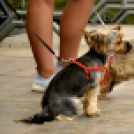 XII. Szigetköz ízei, Vármegye borai Fesztivál 3. nap