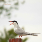 Tilai Gergely - Kerekesszéktől az önálló fotókiállításig