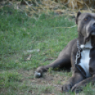 Szigetköz ízei, vármegye borai fesztivál - péntek (Fotó: Nagy Mária)