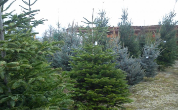 Agroinform.hu: a fenyőfát vásárlók háromnegyede idén is hazai termelők termékeit díszítheti fel