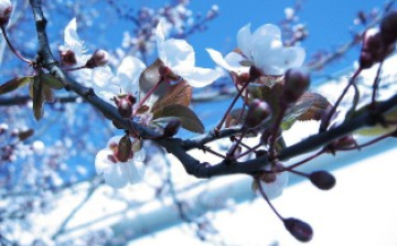 A tél és a tavasz versenyeznek