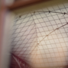 Egyetem tanévnyitó (Fotó: Nagy Mária)