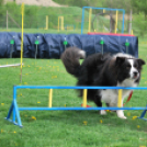 Agility - Hobby Kutyások részére (Fotó: Nagy Mária)