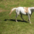 XII. Szigetköz ízei, Vármegye borai Fesztivál 2. nap