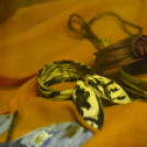 Megvalósult álmok című kiállítás