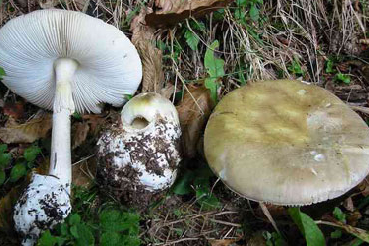 Ügyeljünk a gombaszedésnél