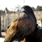 Madaras nap a Pillangó Óvoda és Mini Bölcsődében 