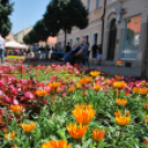 Belvárosi virágút (Fotó: Nagy Mária)