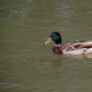 Moson Big Band Családi Nap