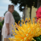 KULT - UTCA Kéz-műves kéz-művek délutánja (Fotó: Nagy Mária)