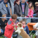 CAC kutyakiállítás (Fotó: Nagy Mária)