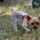 4. Kéklámpás Nap (Fotó: Horváth Attila)