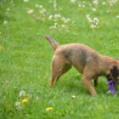 Agility Attilával (Fotó: Nagy Mária)