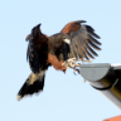 Madaras nap a Pillangó Óvoda és Mini Bölcsődében 