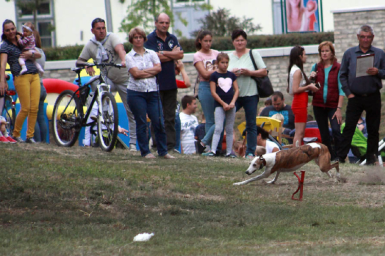 XI. Szigetköz ízei, Vármegye borai Fesztivál 3. nap 