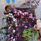 VII. Apró kezek, csodakertek Gyermek Kertépítő verseny