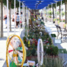 Virágzó Város Mosonmagyaróvár 2. nap (Fotó: Stipkovits Veronika)