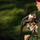 XII. Szigetköz ízei, Vármegye borai Fesztivál 2. nap