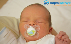 Hörcsög Zsombor, 3010 gr. Kimle