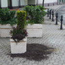 Virág lopások és rongálások Mosonmagyaróváron