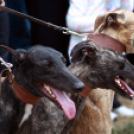 XI. Szigetköz ízei, Vármegye borai Fesztivál 3. nap 