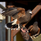 Madaras nap a Pillangó Óvoda és Mini Bölcsődében 