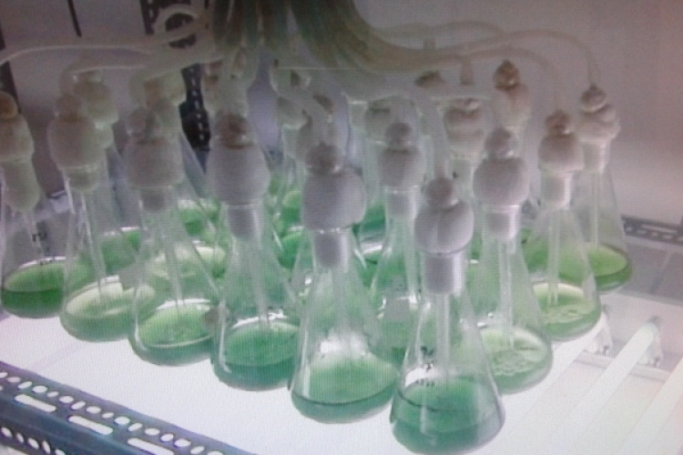 Algákból üzemanyag