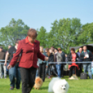 CAC kutyakiállítás (Fotó: Nagy Mária)