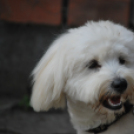 Családi nap a Gyerekek Átmeneti Otthonában