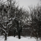 Mosonmagyaróvár Havazás után (Fotó: Nagy Mária)