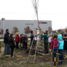 Kőrisfacsemetéket ültettek a diákok a Nolato Magyarország Kft telephelyén