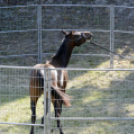 XI. Szigetköz ízei, Vármegye borai Fesztivál 2. nap Várárok
