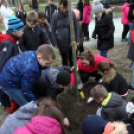 Kőrisfacsemetéket ültettek a diákok a Nolato Magyarország Kft telephelyén