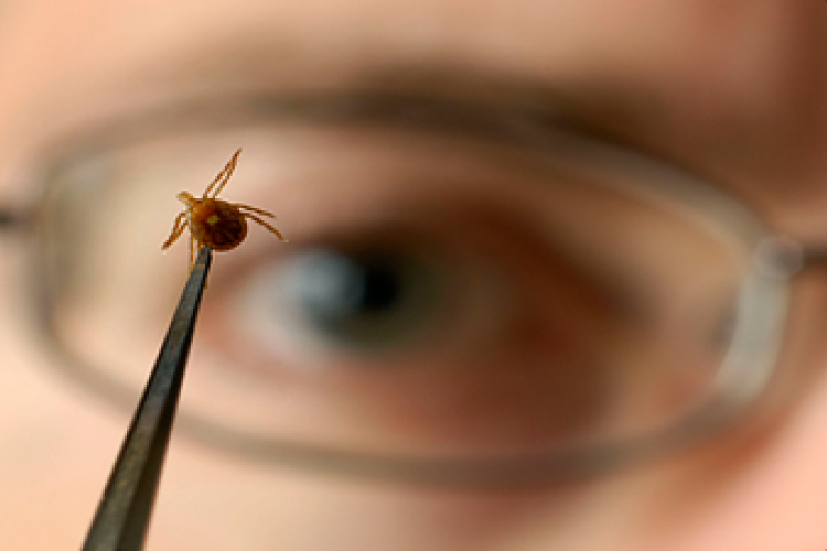 Tények a kullancsokról, amiről rosszul tudunk