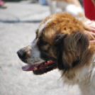 Családi nap a Gyerekek Átmeneti Otthonában