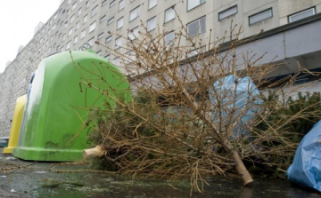 Karácsonyfák összegyűjtése Mosonmagyaróváron