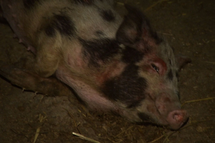 Éheztették az állatokat