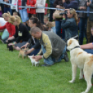 CAC kutyakiállítás (Fotó: Nagy Mária)