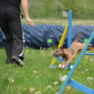 Agility Attilával (Fotó: Nagy Mária)