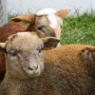 Húsvét a Pillangó Óvoda és Minibölcsiben 