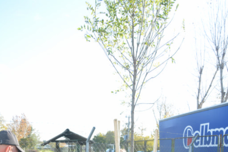 Faültetés a Nolato-nál (Fotó: Nagy Mária)