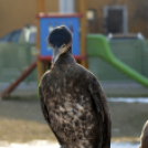 Madaras nap a Pillangó Óvoda és Mini Bölcsődében 