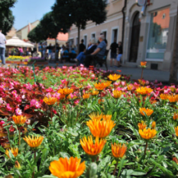 Belvárosi virágút (Fotó: Nagy Mária)