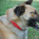 Gyerek Juniális a Kutyaiskolában