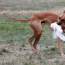 XI. Szigetköz ízei, Vármegye borai Fesztivál 3. nap
