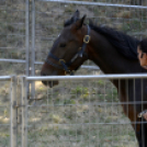XI. Szigetköz ízei, Vármegye borai Fesztivál 2. nap Várárok