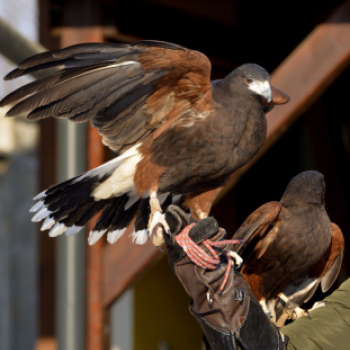 Madaras nap a Pillangó Óvoda és Mini Bölcsődében 