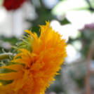 Legszebb konyhakertek (Fotó: Nagy Mária)